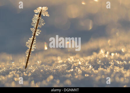 Eis und Schnee mit Hintergrundbeleuchtung, Frost und Eis Kristalle auf einen Zweig, Uhyst, Sachsen, Deutschland Stockfoto