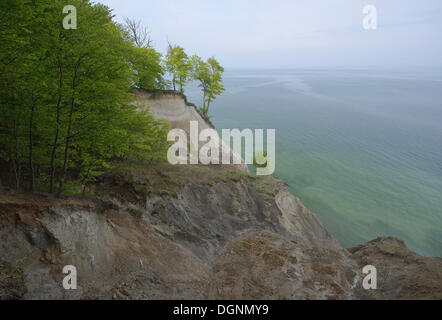 Bäume wachsen auf der Steilküste mit den Kreidefelsen, Nationalpark Jasmund, Dranske, Rügen, Mecklenburg-Vorpommern Stockfoto