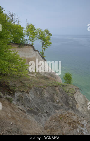 Bäume wachsen auf der Steilküste mit den Kreidefelsen, Nationalpark Jasmund, Dranske, Rügen, Mecklenburg-Vorpommern Stockfoto