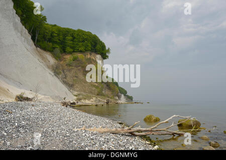 Bäume wachsen auf der Steilküste mit den Kreidefelsen, Nationalpark Jasmund, Dranske, Rügen, Mecklenburg-Vorpommern Stockfoto