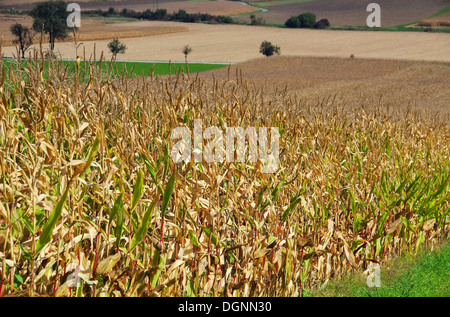 Maisfeld Im Herbst - Maisfeld im Herbst 03 Stockfoto