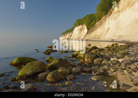 Steinen am Strand, Bäume wachsen auf der Steilküste mit den Kreidefelsen, Nationalpark Jasmund, Dranske, Rügen Stockfoto