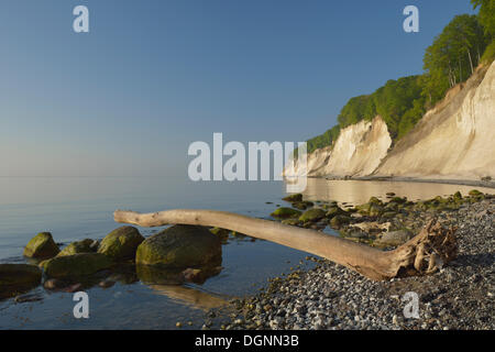 Steinen und Totholz am Strand, Bäume wachsen auf der Steilküste mit den Kreidefelsen, Nationalpark Jasmund, Dranske, Rügen Stockfoto