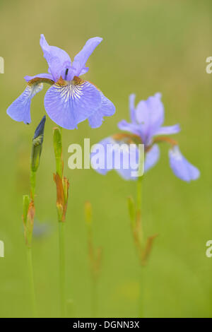 Sibirische Schwertlilie (Iris Sibirica) auf einer nassen Wiese, Eilenburg, Sachsen, Deutschland Stockfoto