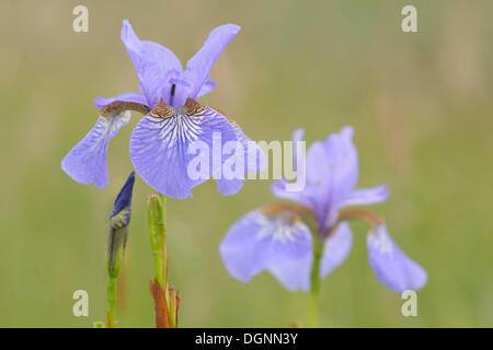 Sibirische Schwertlilie (Iris Sibirica) auf einer nassen Wiese, Eilenburg, Sachsen, Deutschland Stockfoto