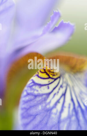 Sibirische Schwertlilie (Iris Sibirica), Eilenburg, Sachsen, Deutschland Stockfoto