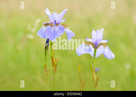 Sibirische Schwertlilie (Iris Sibirica) auf einer nassen Wiese, Eilenburg, Sachsen, Deutschland Stockfoto