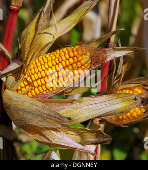 Highlight - Mais 01 Stockfoto