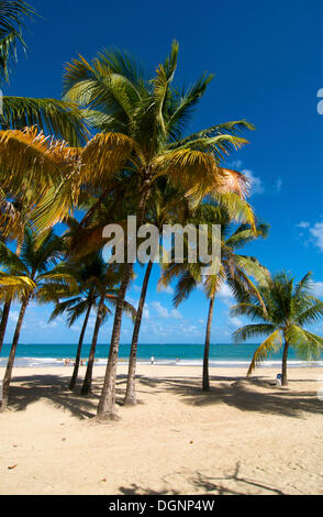 Strand mit Palmen, Isla Verde, San Juan, Puerto Rico, Karibik Stockfoto