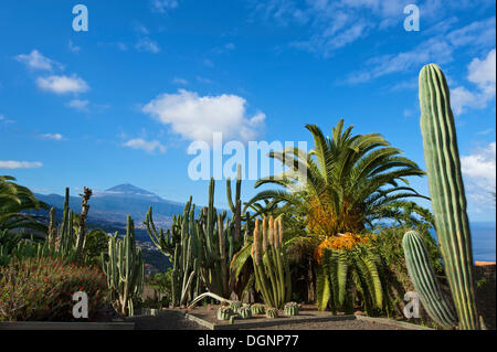 Kakteengarten in El Sauzal mit Blick auf den Teide Vulkan, Teneriffa, Kanarische Inseln, Spanien, Europa Stockfoto