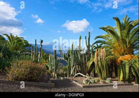 Kakteengarten in El Sauzal mit Blick auf den Teide, Teneriffa, Kanarische Inseln, Spanien, Europa Stockfoto