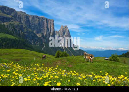 Blühende Almwiesen und Vieh auf der Alpe di Siusi mit Berg Schlern, Seiser Alm, Dolomiten, Südtirol-Provinz Stockfoto