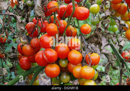 Tomate-Braunfaeule - Tomaten die Kraut-und Knollenfäule 01 Stockfoto