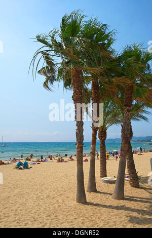 Palmen am Strand Saint Clair, Le Lavandou, Département Var, Region Provence-Alpes-Côte d ' Azur, Frankreich Stockfoto