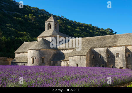 Sénanque Abbey, Zisterzienser-Abtei Abbaye de Senanque mit einem Lavendelfeld, Vaucluse, Provence, Region Provence-Alpes-Côte d ' Stockfoto