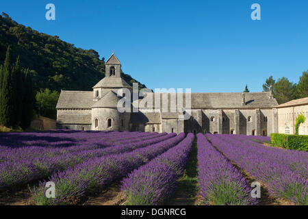 Sénanque Abbey, Zisterzienser-Abtei Abbaye de Senanque mit einem Lavendelfeld, Vaucluse, Provence, Region Provence-Alpes-Côte d ' Stockfoto