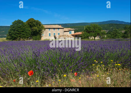 Lavendel Feld vor alten Häuser, Sault, Provence, Region Provence-Alpes-Côte d ' Azur, Frankreich Stockfoto