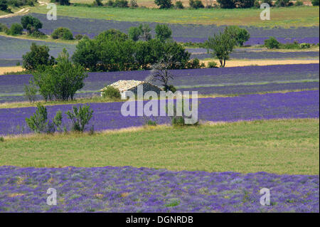 Borie oder Trockenstein Hütte in einem Lavendel Feld, Sault, Provence, Region Provence-Alpes-Côte d ' Azur, Frankreich Stockfoto