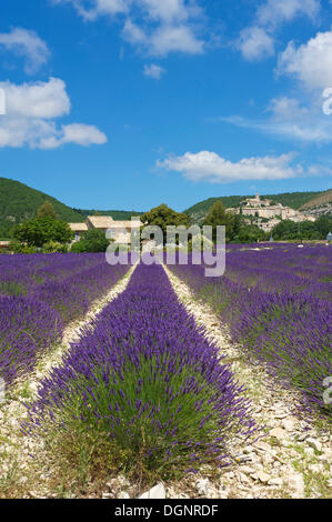 Blick über ein Lavendelfeld in Richtung Dorf, Banon, Provence, Region Provence-Alpes-Côte d ' Azur, Frankreich Stockfoto