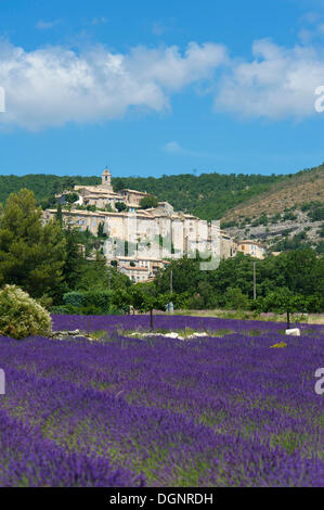 Blick über ein Lavendelfeld in Richtung Dorf, Banon, Provence, Region Provence-Alpes-Côte d ' Azur, Frankreich Stockfoto