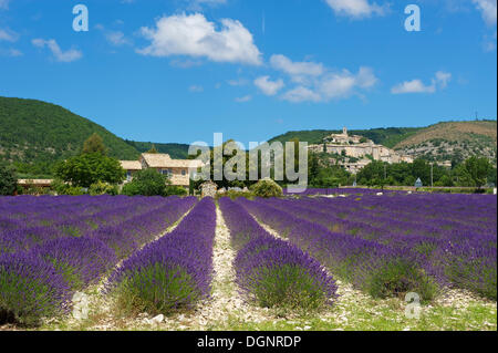 Blick über ein Lavendelfeld in Richtung Dorf, Banon, Provence, Region Provence-Alpes-Côte d ' Azur, Frankreich Stockfoto