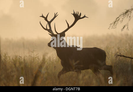 Rothirsch (Cervus Elaphus) in den ersten Morgen Licht, Österreich, Europa Stockfoto