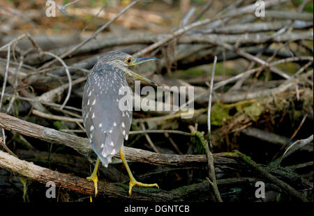 Schwarz-gekrönter Nachtreiher (Nycticorax Nycticorax), Jungvogel, Danube Delta, Rumänien, Europa Stockfoto