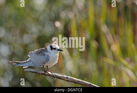 Weissbart-Seeschwalbe (Chlidonias Hybridus), Jungvogel, Danube Delta, Rumänien, Europa Stockfoto