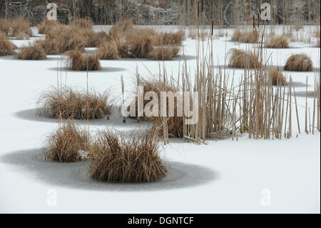 Aue, Winter, Donau-Auen, Donau-Auen-Nationalpark, Niederösterreich, Österreich Stockfoto