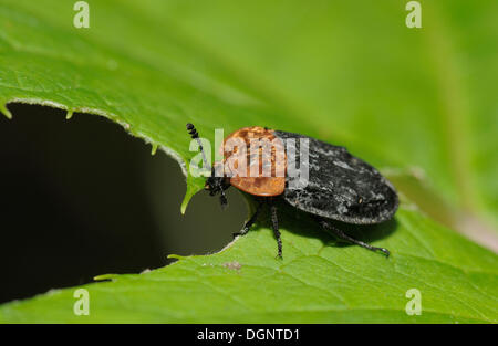 Echte Fehler (Heteroptera), Radenthein, Kärnten, Österreich, Europa Stockfoto