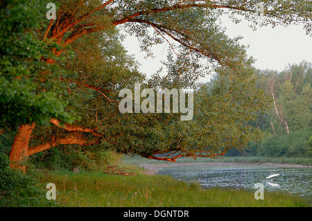 Auen-Landschaft, Donau-Auen, Donau-Auen-Nationalpark, Niederösterreich, Österreich Stockfoto