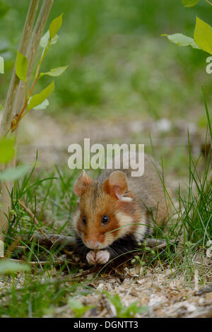 Schwarzbäuchigen Hamster oder gemeinsame Hamster (Cricetus Cricetus), Wien, Wiener, Österreich Stockfoto