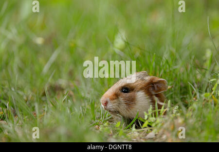 Schwarzbäuchigen Hamster oder gemeinsame Hamster (Cricetus Cricetus), Wien, Wiener, Österreich Stockfoto