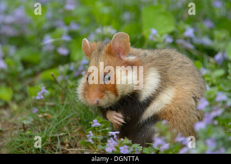 Schwarzbäuchigen Hamster oder gemeinsame Hamster (Cricetus Cricetus), Wien, Wiener, Österreich Stockfoto