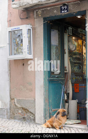 Kleiner Laden, ein Hund sitzt vor der Tür, Pekingese, historischen Viertel Bairro Alto, Lissabon, Portugal, Europa Stockfoto