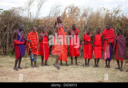 Tanz-Performance der Massai-Krieger tragen traditionelle Kleidung, Massai Mara, Distrikt Narok, Serengeti, Provinz Rift Valley Stockfoto