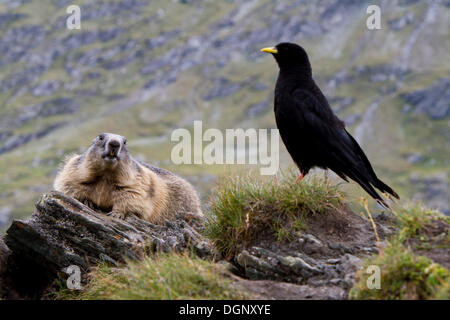 Alpen-Murmeltier (Marmota Marmota) und Alpine Alpenkrähe oder Yellow-billed Alpenkrähe (Pyrrhocorax Graculus), Großglockner Stockfoto