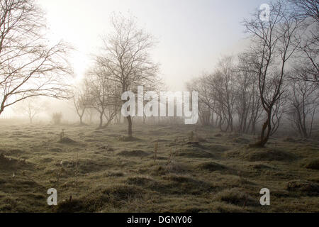 Auenwald im Nebel, Kärnten, Österreich Stockfoto