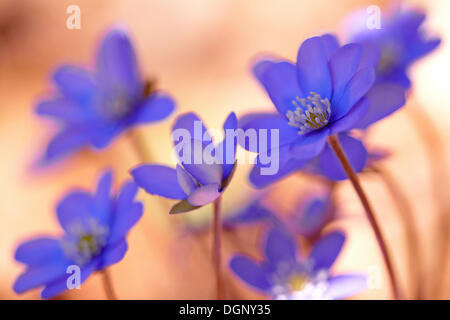 Leberblümchen (Hepatica Nobilis), Tirol, Österreich Stockfoto