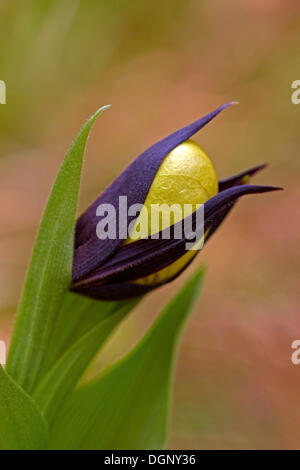 Gelbe Frauenschuh (Cypripedium Calceolus), Tirol, Österreich Stockfoto