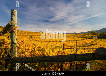 Herbstlandschaft, obere Etsch, Tramin, Südtirol, Italien, Europa Stockfoto