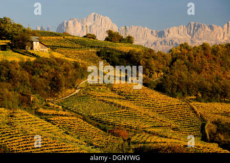 Weinberge im Herbst, hinter dem Rosengarten-massiv, Dolomiten, Südtirol, Italien, Europa Stockfoto