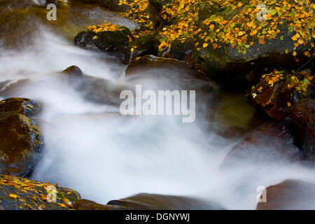 Fließende Mountain Stream, Südtirol, Italien, Europa Stockfoto