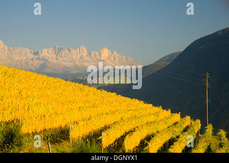 Weinberge im Herbst, vor der Rose Garden Bergkette, Dolomiten, Alto Adige, Italien, Europa Stockfoto