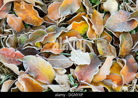 Frost auf Blätter im Herbst Stockfoto