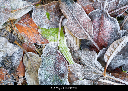 Frost auf Blätter im Herbst Stockfoto