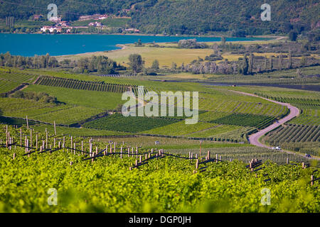 Rund um den Kalterer See, Kalterer See, Lago di Caldaro, Südtirol, Trentino-Alto Adige, Italien, Europa Stockfoto