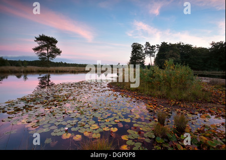 wilden See mit Seerosen Blätter und Blüten bei Sonnenuntergang, Dwingelderveld, Niederlande Stockfoto