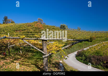 Weinberge, Herbst-Farben in Tramin, Südtirol, Italien, Europa Stockfoto