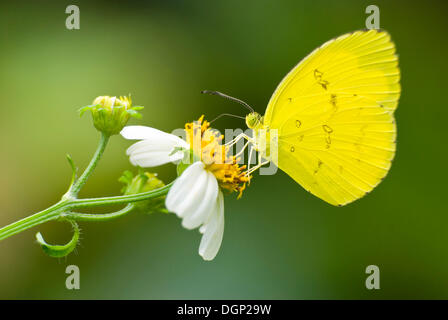 Drei-Punkt Rasen gelb (Eurema Blanda Arsakia), Taiwan, Asien Stockfoto